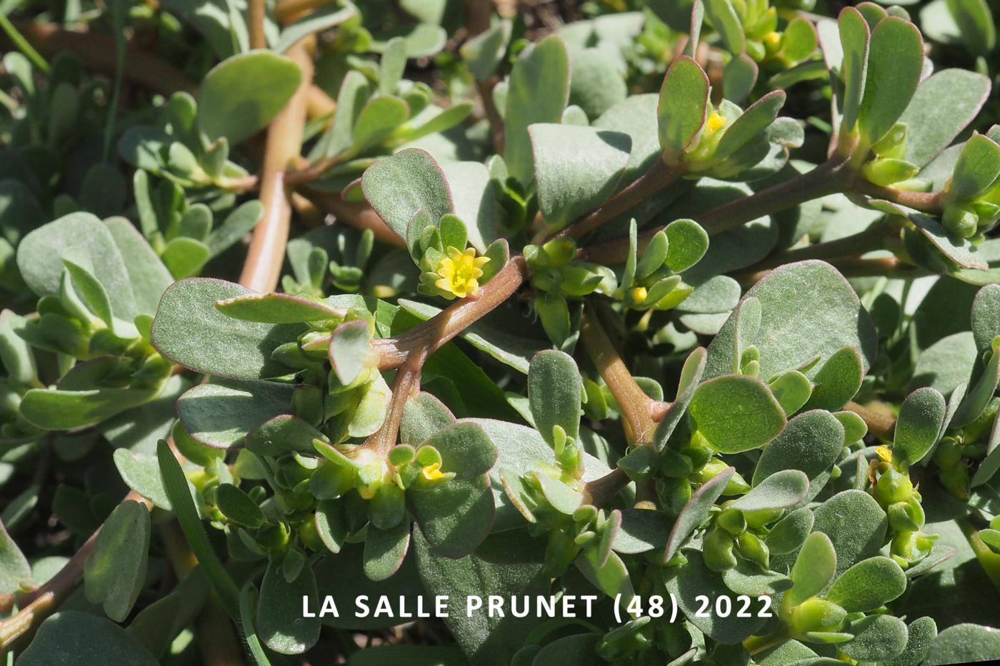 Purslane leaf